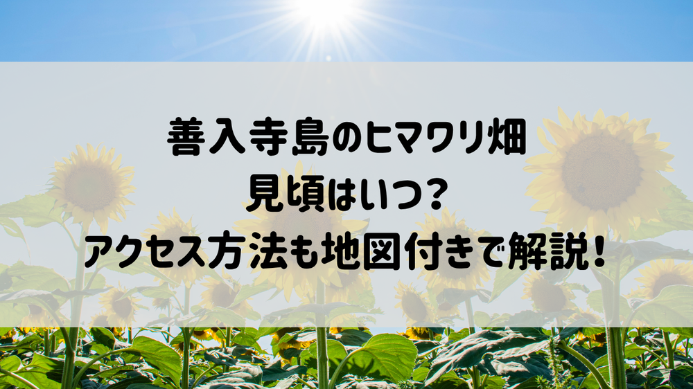 【2025年】善入寺島のヒマワリ畑！見頃はいつ？アクセス方法や写真映えスポットまでまるっと解説